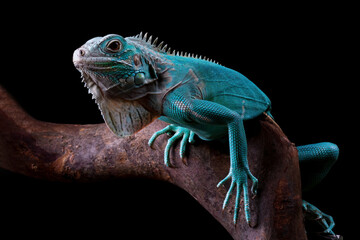 Naklejka na ściany i meble Blue Iguana sitting on branch with black background, blue Iguana Cyclura Lewisi, Grand Cayman Blue Iguana