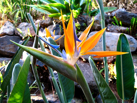 Bl&uuml;hender Paradiesvogel,