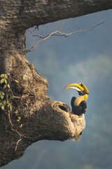 Great hornbill perched on the tree © Kiran Joshi
