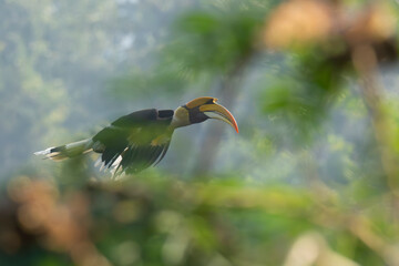 Great hornbill in flight in its natural forest habitat. Male Great hornbill