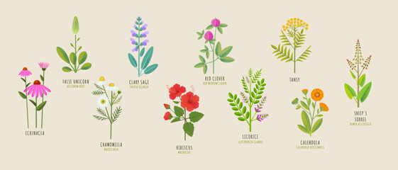 Set of medicinal herbs. Vector flat illustration of false unicorn, red clover, chamomile, tansy, echinacea, hibiscus, calendula, sage, licorice, sheeps sorrel on a beige background.  - obrazy, fototapety, plakaty