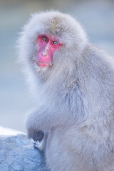 Japanese macaque in its natural habitat at snow monkey park, Nagano, Japan