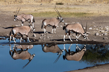 Gemsbok (Oryx) in Etosha National Park - Namibia