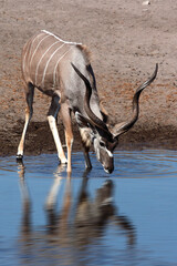 Kudu Antelope in Etosha - Namibia
