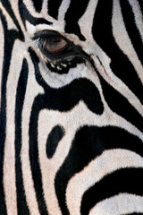 Fototapeta na wymiar Zebra - Equus quagga - Namibia