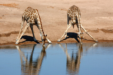 Giraffe drinking at a waterhole in Etosha, Namibia