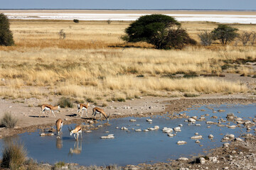 Group of Springbok in Etosha National Park - Namibia