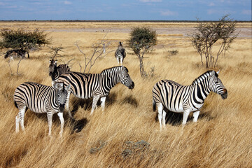 Fototapeta na wymiar Group of Zebra in Etosha National Park - Namibia