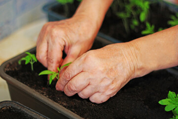 Close-up of the hand of an elderly woman who transplants small tomato sprouts. - 731091521