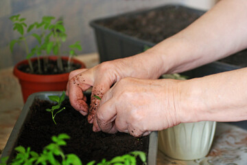 Close - up of the hands of an elderly woman who dives tomato sprouts. - 731091523