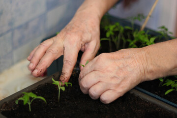 Close-up of the hands of an elderly woman who is planting seedlings. - 731091535
