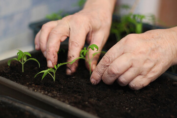 Close-up of the hands of an elderly woman who is planting seedlings. - 731091553
