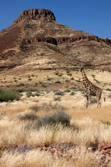 Giraffe in Damaraland - Namibia