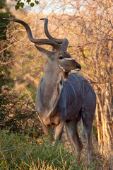 Male Kudu in Chobe National Park, Botswana