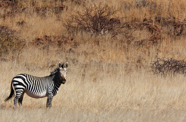 Hartmann's Mountain Zebra - Namibia
