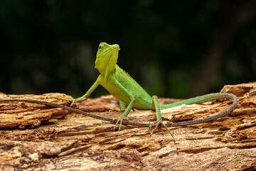 Green Jubata Lizard or Maned Forest Lizard (Bronchocela jubata).