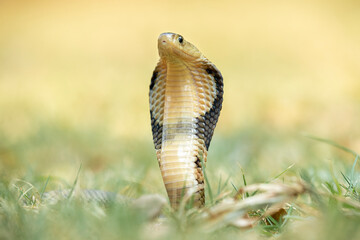 Fototapeta premium The Monocled Cobra (Naja kaouthia), also called Monocellate Cobra or Indian Spitting Cobra, is a venomous cobra species widespread across South and Southeast Asia.