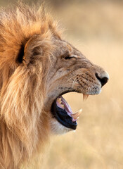 Male Lion in the Savuti region of Botswana.