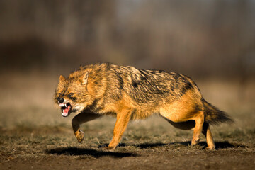 black backed jackal