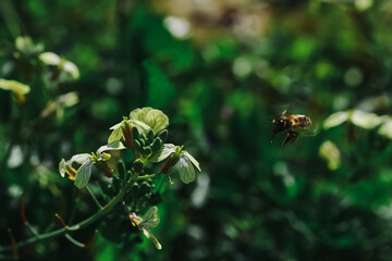 bee on a flower