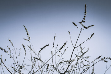 grass in the sky