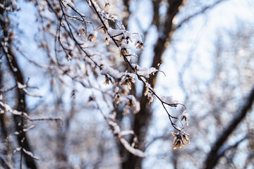 Peaceful winter landscape with frost on the trees, warm light of the northern sun illuminates the snowy branches at the sunset or sunrise, christmas background, snow grass patterns, crystals