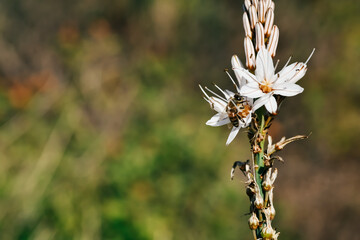 bee on a flower