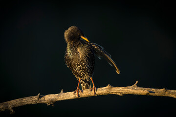Common starling