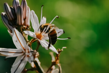 bee on a flower