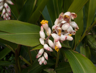 Asian flora. Closeup view of Alpinia Zerumbet, also known as Shell Ginger, white flowers blooming in spring in the garden.	
