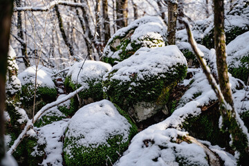 Peaceful winter background with the stones under the snow in a grove, the warm light of the northern sun illuminates the rocks in the frost frosty day