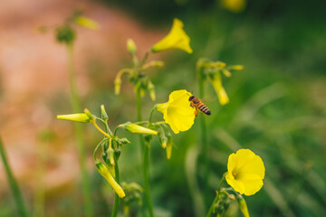 yellow flowers in spring