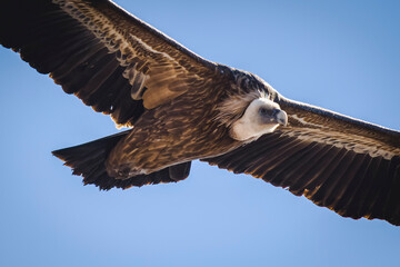 eagle in flight