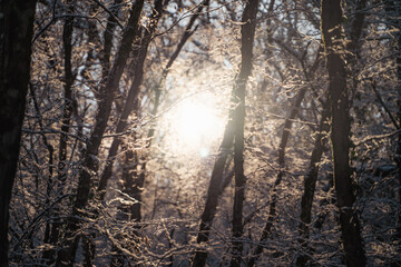 Peaceful winter background with the warm golden morning or evening sunlight glowing through the tree branches, light of the sun, snow covered trees on a cold frosty day, winter wonderland