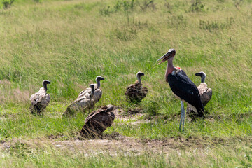 Marabu und Geier in Graslandschaft