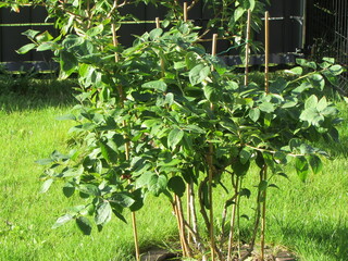 leaves in the garden