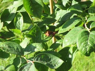 green bush with leaves in the garden