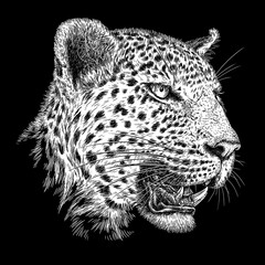 Vintage engraving isolated leopard set panther illustration ink sketch. Africa wild cat cheetah background jaguar animal silhouette art. Black and white hand drawn image