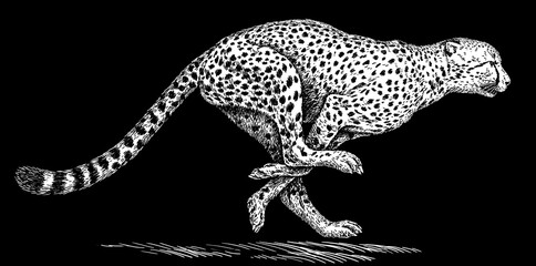 Vintage engraving isolated leopard set panther illustration ink sketch. Africa wild cat cheetah background jaguar animal silhouette art. Black and white hand drawn image © Turaev