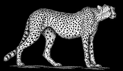 Vintage engraving isolated leopard set panther illustration ink sketch. Africa wild cat cheetah background jaguar animal silhouette art. Black and white hand drawn image