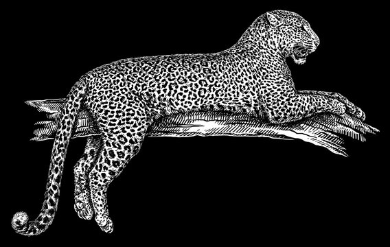 Vintage engraving isolated leopard set panther illustration ink sketch. Africa wild cat cheetah background jaguar animal silhouette art. Black and white hand drawn image