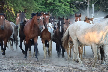 Group of horses running together in a field