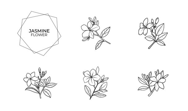 jasmine flower illustration and icon - flat design