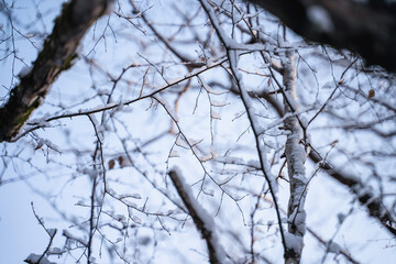 Snowy branches against the background of the blue sky, excellent background on winter theme, winter forest, abstract nature, very shallow focus