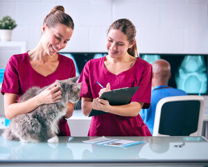 Female Vet And Trainee Veterinary Nurse Examining Pet Cat In Surgery