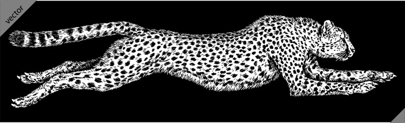 Vintage engraving isolated leopard set panther illustration ink sketch. Africa wild cat cheetah background jaguar animal silhouette art. Black and white hand drawn vector image © Turaev