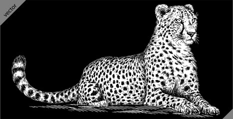 Vintage engraving isolated leopard set panther illustration ink sketch. Africa wild cat cheetah background jaguar animal silhouette art. Black and white hand drawn vector image © Turaev