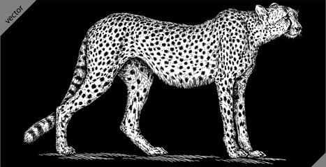 Vintage engraving isolated leopard set panther illustration ink sketch. Africa wild cat cheetah background jaguar animal silhouette art. Black and white hand drawn vector image