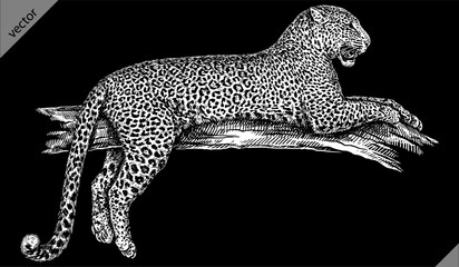 Vintage engraving isolated leopard set panther illustration ink sketch. Africa wild cat cheetah background jaguar animal silhouette art. Black and white hand drawn vector image © Turaev