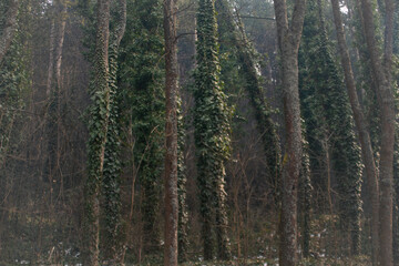 pine forest in the morning
